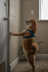 How To Stop a Dog From Scratching Doors