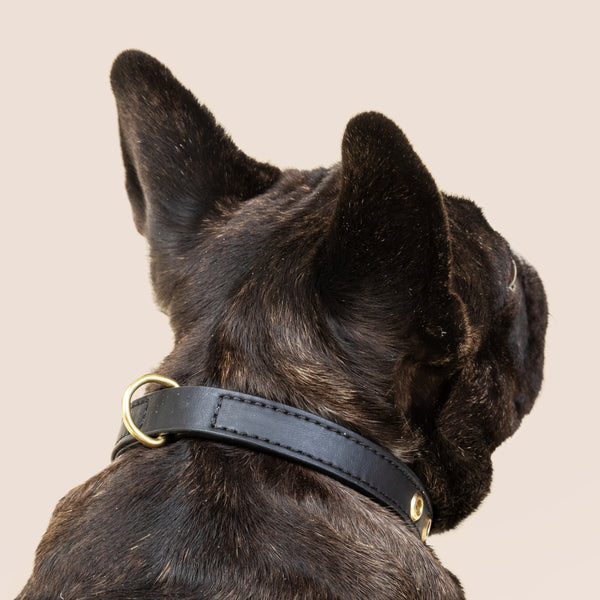 Two Tags + Two Collars Bundle