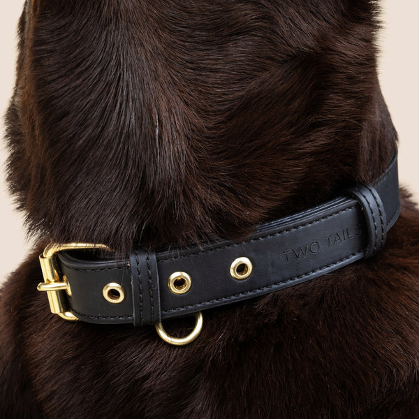 Two Tags + Two Collars Bundle