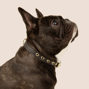 Cactus Leather Collar