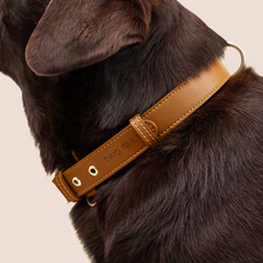 Concha Black Leather Collar - Tails in the City