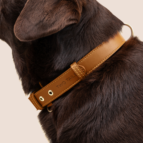 Two Tags + Two Collars Bundle