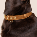 Cactus Leather Collar - Caramel