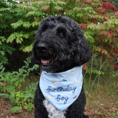 Birthday Boy - Bandana