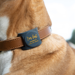 I'm Lost, Somebody Call My Mama Airtag Holder for Dog Collars