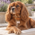 Bow Pet ID Tag