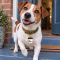 But First Walkies Pet ID Tag