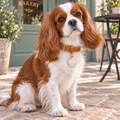Cupcake Pet ID Tag