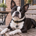 Da Bomb Pet ID Tag