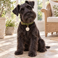 Daisy Pet ID Tag