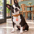 Donut Pet ID Tag