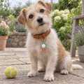 I Tried Pet ID Tag