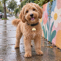 Rainbow Pet ID Tag