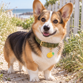 Pineapple Pet ID Tag