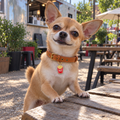 Small Fry Pet ID Tag
