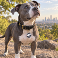 Space Cadet Pet ID Tag