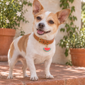 Watermelon Pet ID Tag