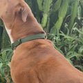 Cactus Leather Collar - Caramel