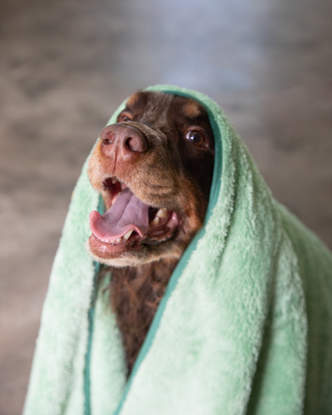 Pet N' Dry Microfiber Towels