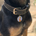 Pet ID tag hanging from a collar worn by a blonde and black dog. Made of gold plated brass and blue enamel designed with a dog dressed like Uncle Sam, but with a pride rainbow hat and above it 'Love is Love'.