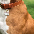 Pet ID tag hanging on a collar worn by a brown and white dog. Made of gold plated brass and pink and white enamel and read 'Hello, My Name is Good Girl'.