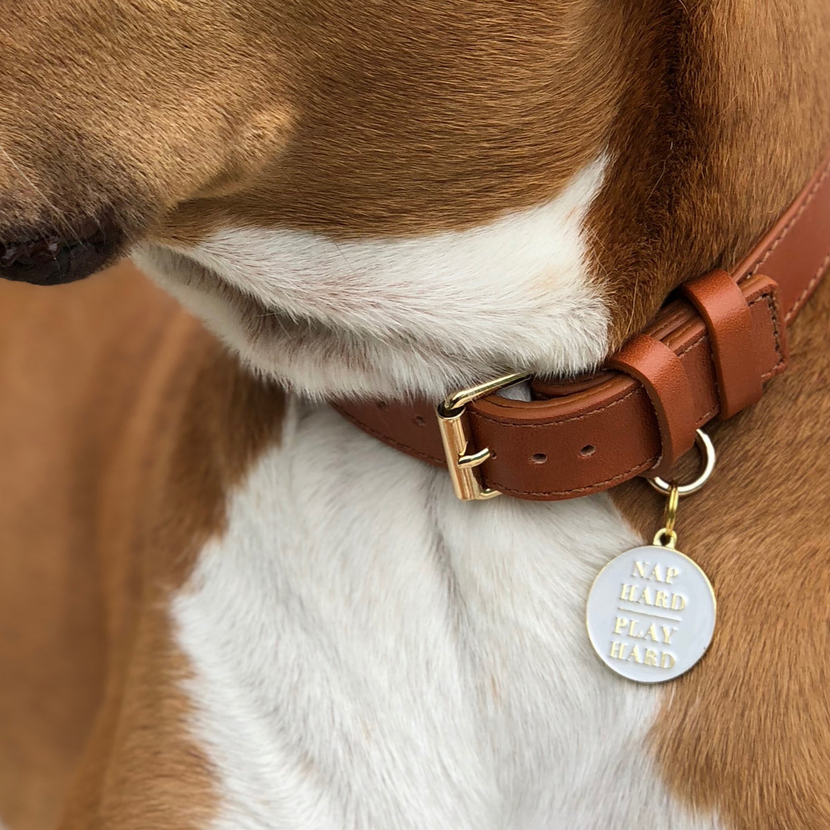 Nap Hard, Play Hard Pet ID Tag – Two Tails Pet Company