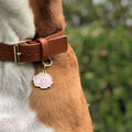 Pet ID tag hanging on a collar worn by a brown and white dog. It is made of gold plated brass and pink enamel that is shaped like a rose.