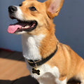Pet ID tag hanging on a collar worn by a brown and white dog. It is made of gold plated brass and black enamel that is shaped like a bone and reads 'Treat Yo Self'.