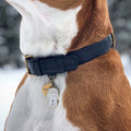 Pet ID tag hanging on a black collar worn by a brown and white dog. It is made of gold plated brass and white enamel and in the shape of a hamsa.