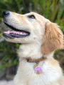 Pet ID tag hanging on a collar worn by a blonde dog. It is made of gold plated brass and purple enamel that read 'Party Animal' and depicts a dog wearing a party hat.
