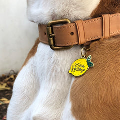 Stainless Steel Dog Tags — Maine Gift Guide