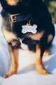 Pet ID tag hanging on a collar worn by a brown and white dog. It is made of gold plated brass and white enamel that is shaped like a bone and reads 'Treat Yo Self'.